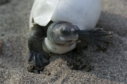 PHOTO RELEASE: The Turtle that Almost Went Extinct, Now Ready for Its Close-up
